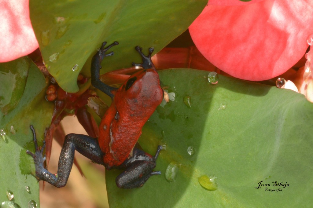 Foto: Refugio de Vida Silvestre - Caño Negro (Alajuela), Costa Rica