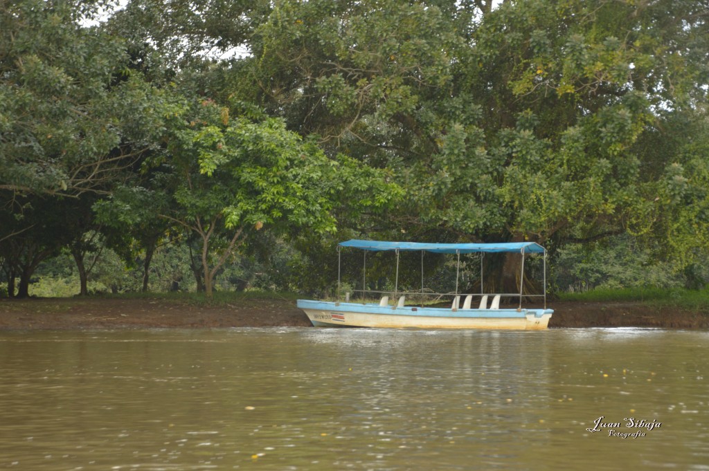 Foto: Refugio de Vida Silvestre - Caño Negro (Alajuela), Costa Rica