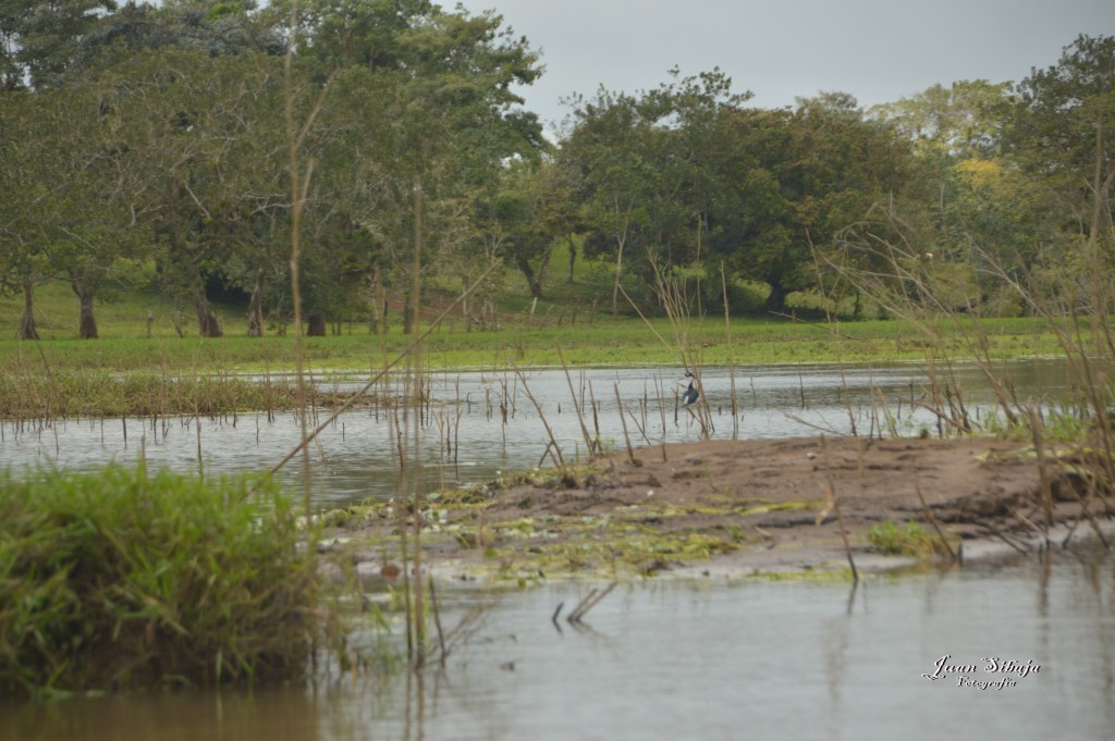 Foto: Refugio de Vida Silvestre - Caño Negro (Alajuela), Costa Rica