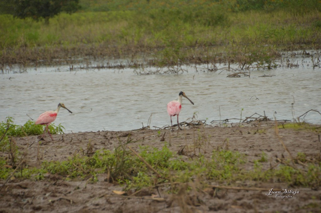 Foto: Refugio de Vida Silvestre - Caño Negro (Alajuela), Costa Rica