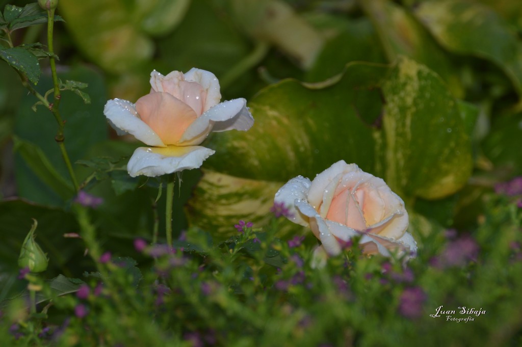 Foto de Alajuela, Costa Rica