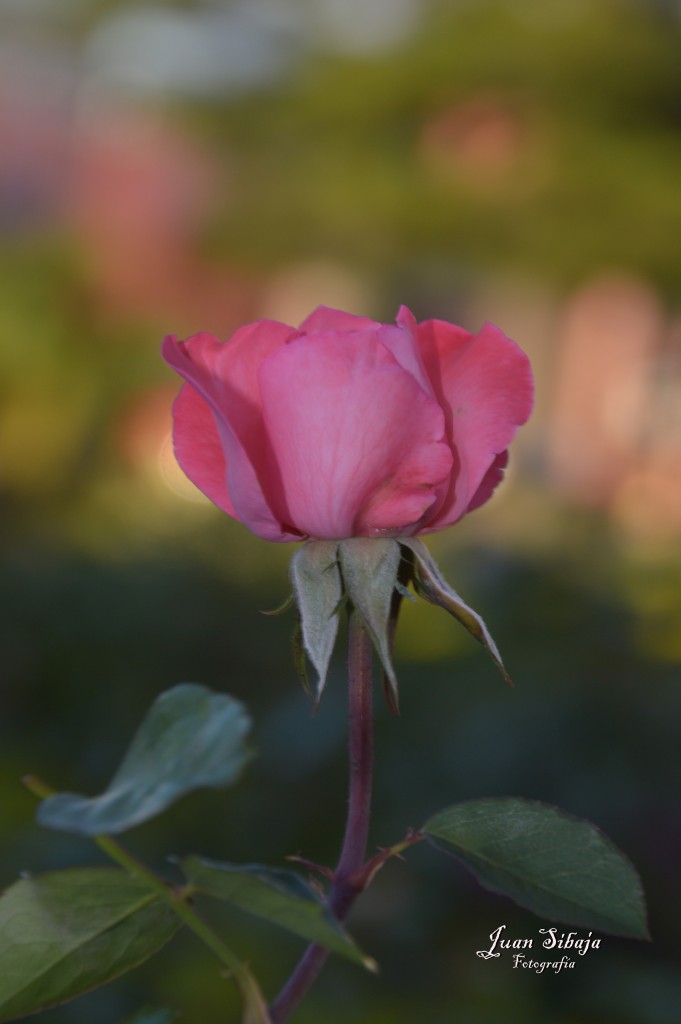 Foto de Alajuela, Costa Rica