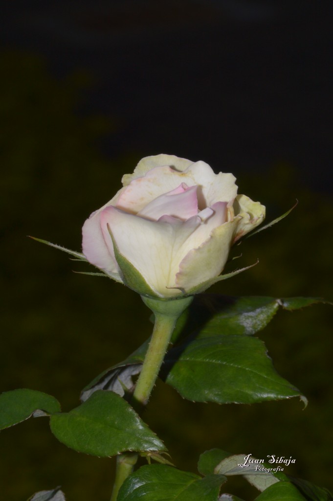 Foto de Alajuela, Costa Rica