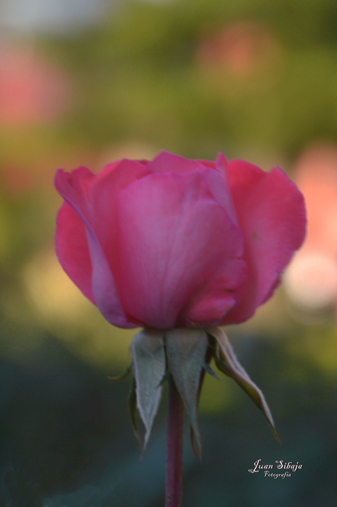 Foto de Alajuela, Costa Rica