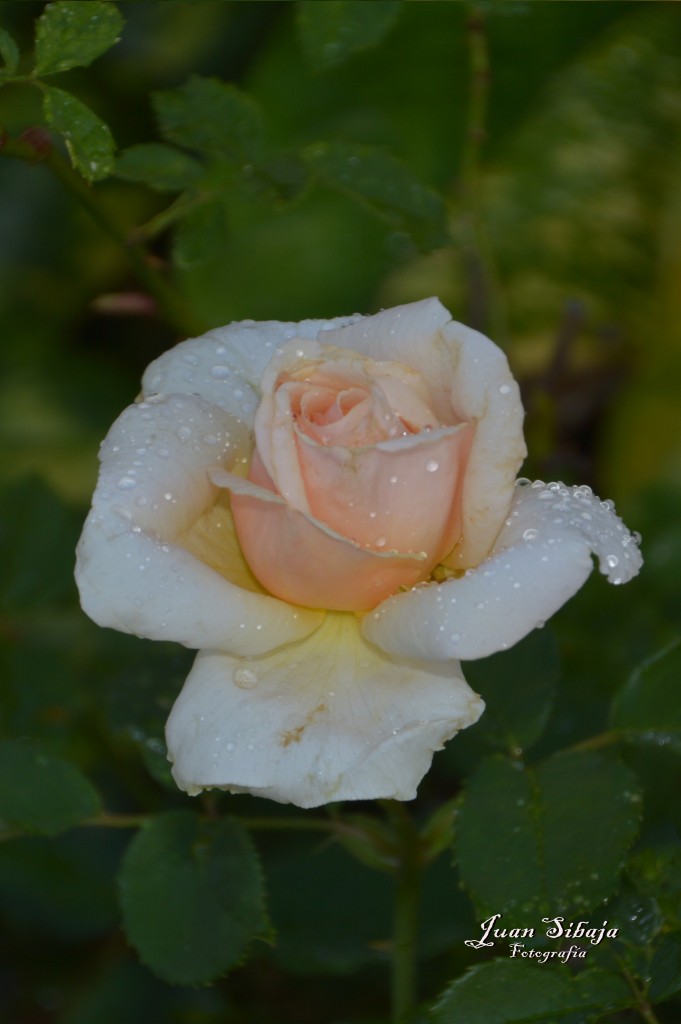 Foto de Alajuela, Costa Rica