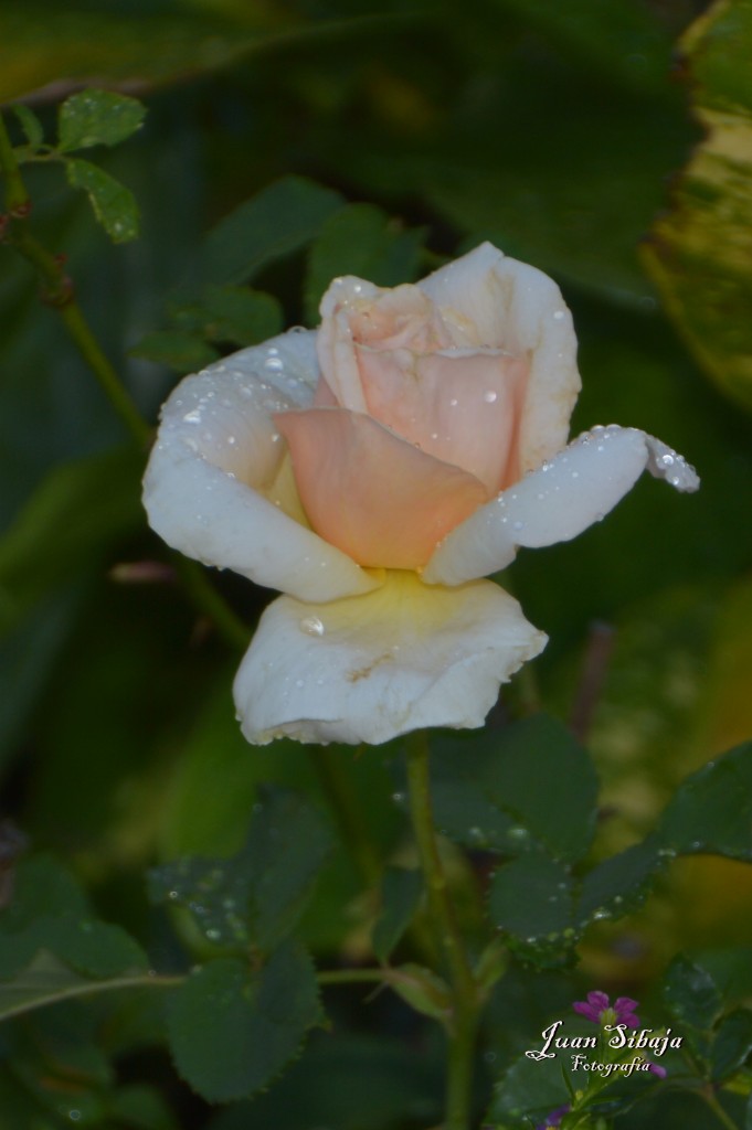 Foto de Alajuela, Costa Rica