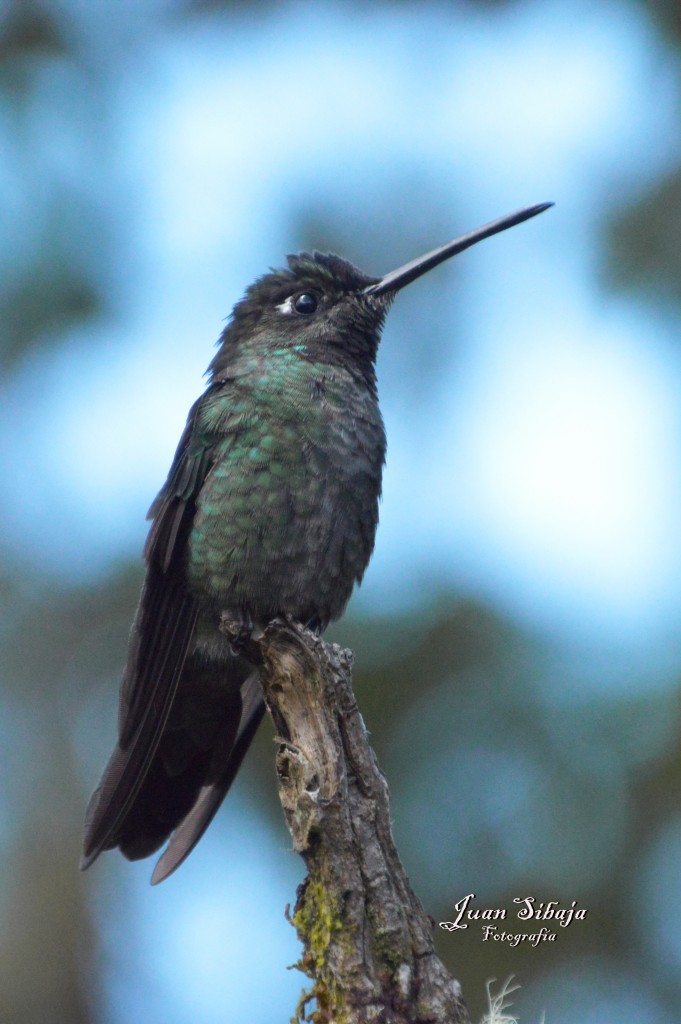 Foto de Cerro de la Muerte (Cartago), Costa Rica
