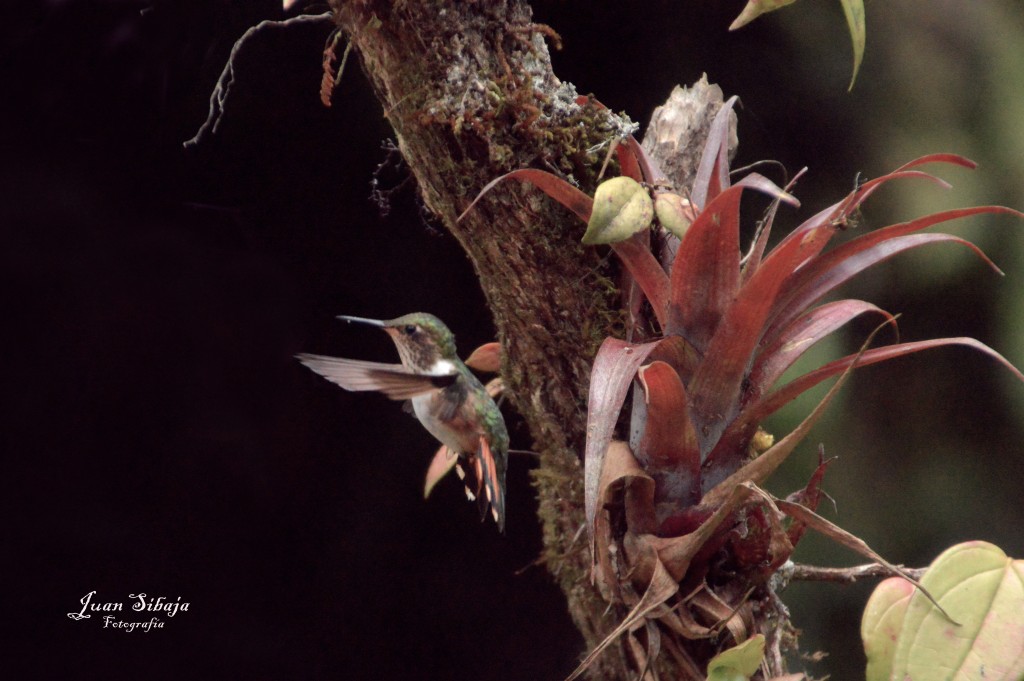 Foto de Cerro de la Muerte (Cartago), Costa Rica