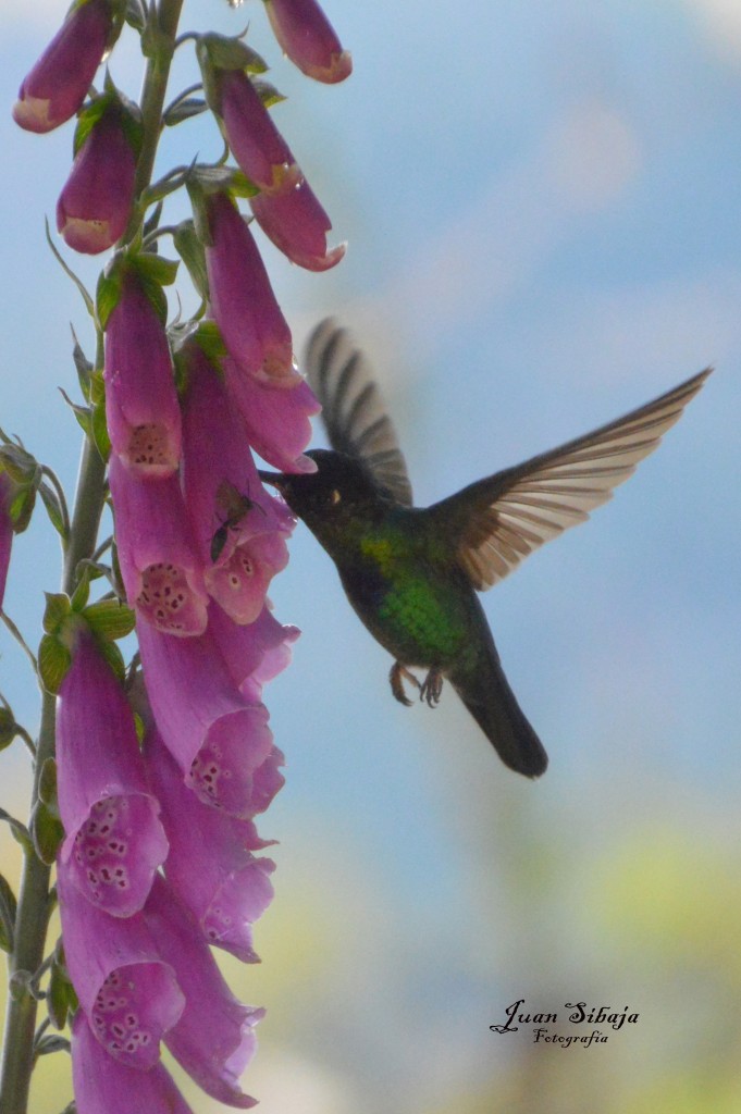 Foto de Cerro de la Muerte (Cartago), Costa Rica
