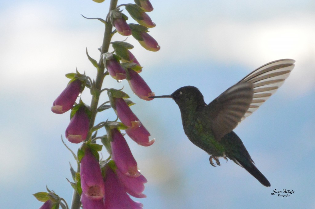 Foto de Cerro de la Muerte (Cartago), Costa Rica