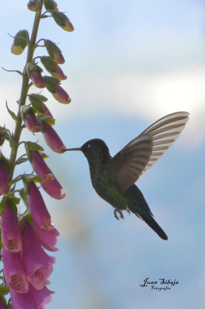 Foto de Cerro de la Muerte (Cartago), Costa Rica