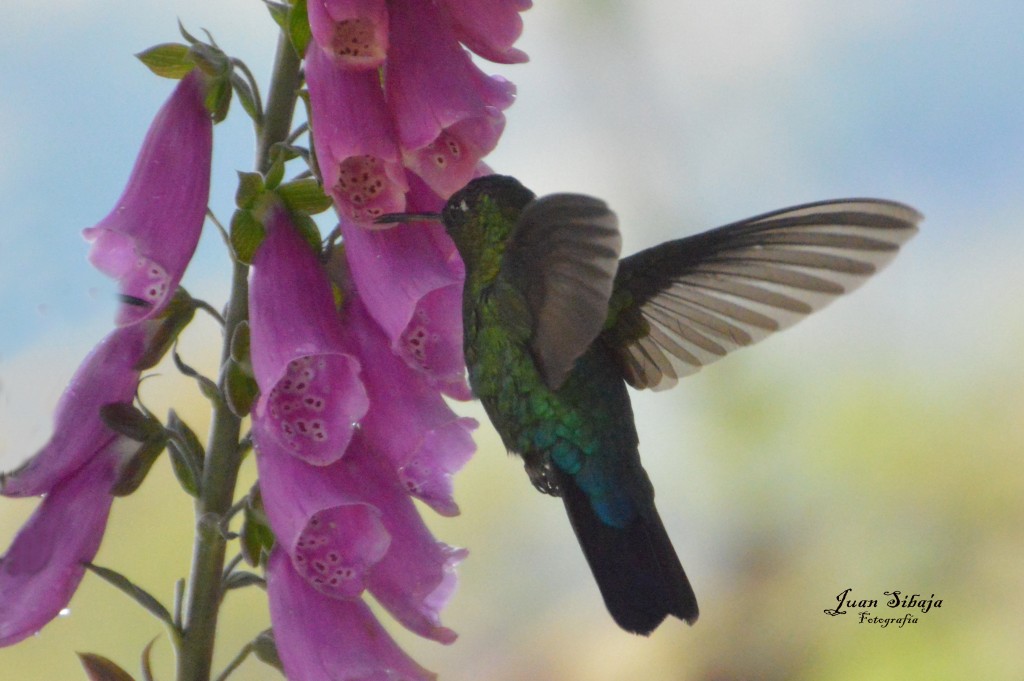 Foto de Cerro de la Muerte (Cartago), Costa Rica