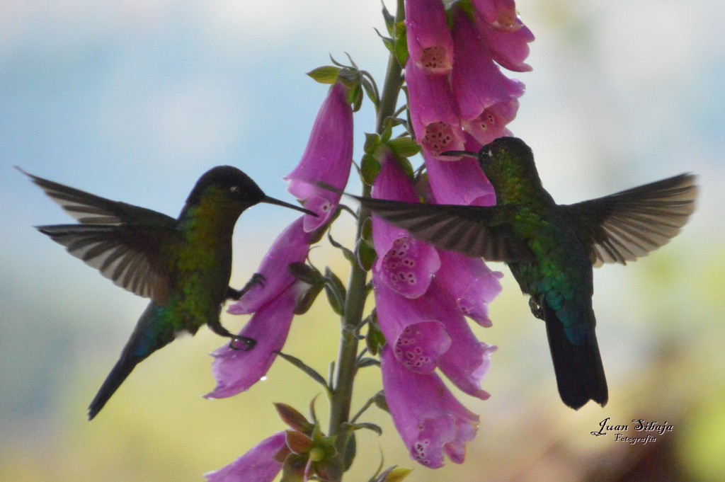 Foto de Cerro de la Muerte (Cartago), Costa Rica