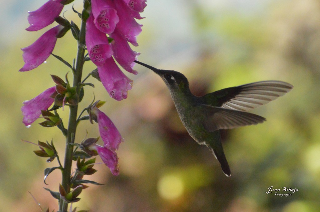 Foto de Cerro de la Muerte (Cartago), Costa Rica