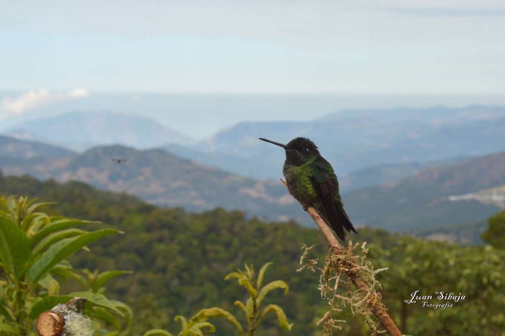 Foto de Cerro de la Muerte (Cartago), Costa Rica