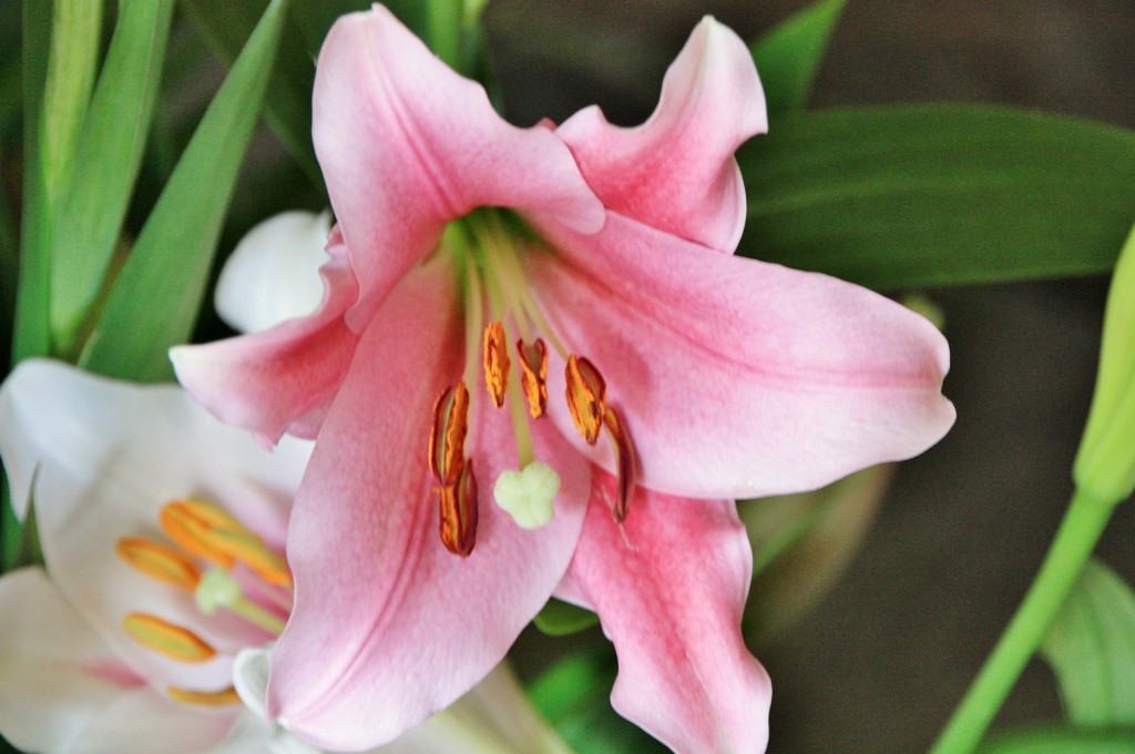 Foto: Exposición Girona temps de flors - Girona (Cataluña), España
