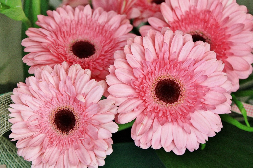 Foto: Exposición Girona temps de flors - Girona (Cataluña), España