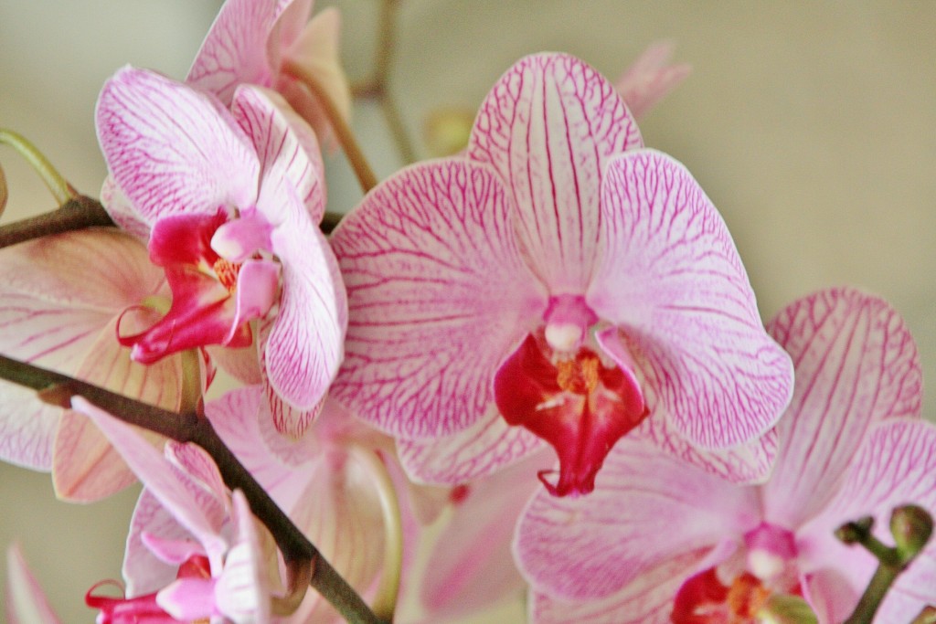 Foto: Exposición Girona temps de flors - Girona (Cataluña), España
