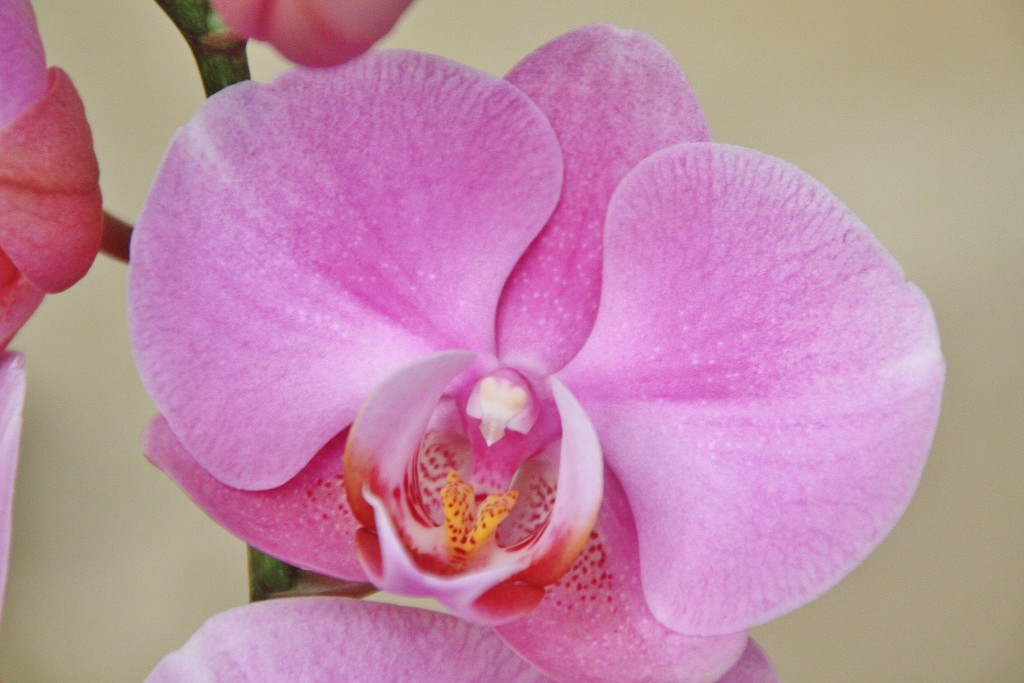 Foto: Exposición Girona temps de flors - Girona (Cataluña), España