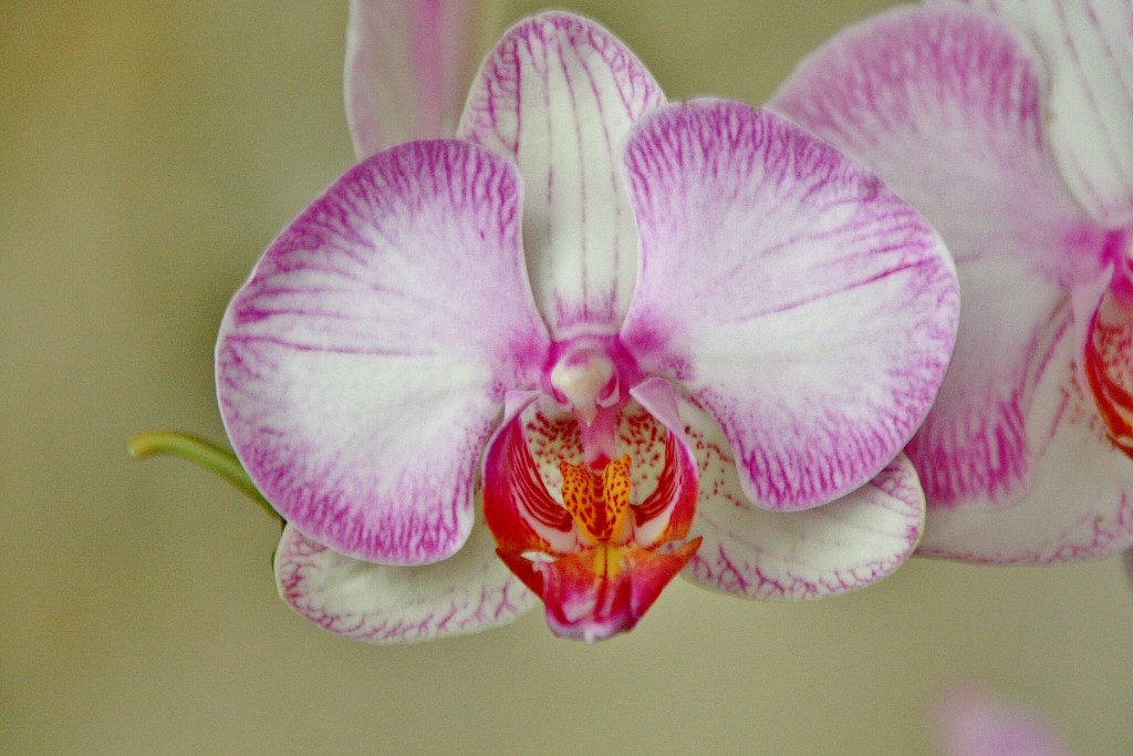 Foto: Exposición Girona temps de flors - Girona (Cataluña), España
