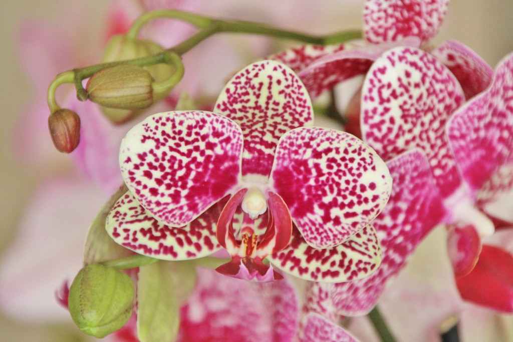 Foto: Exposición Girona temps de flors - Girona (Cataluña), España