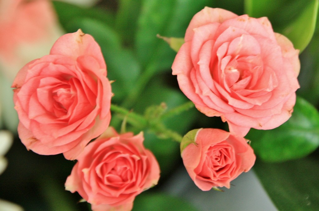 Foto: Exposición Girona temps de flors - Girona (Cataluña), España