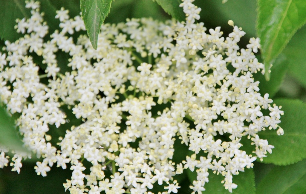Foto: Exposición Girona temps de flors - Girona (Cataluña), España