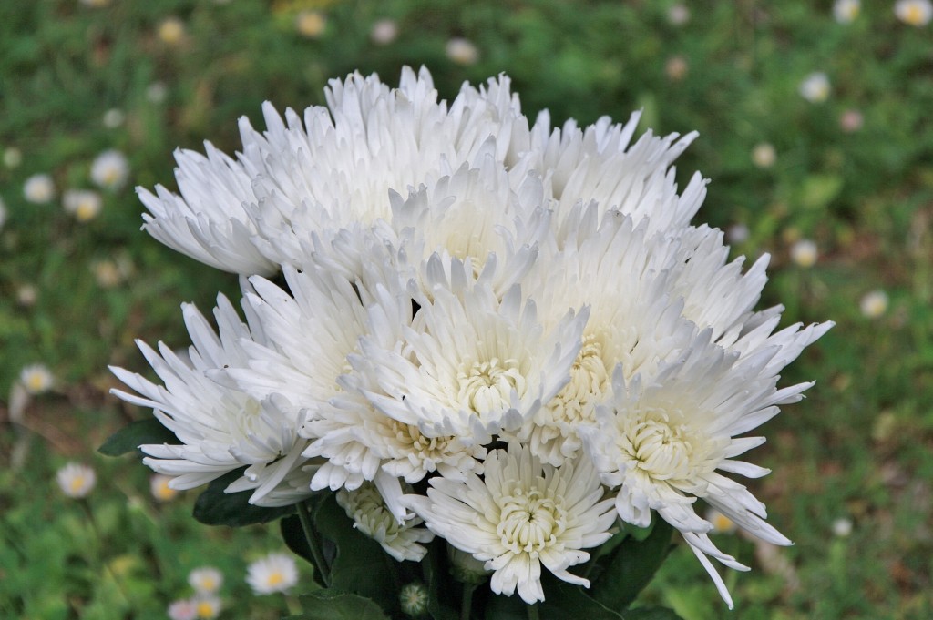 Foto: Exposición Girona temps de flors - Girona (Cataluña), España