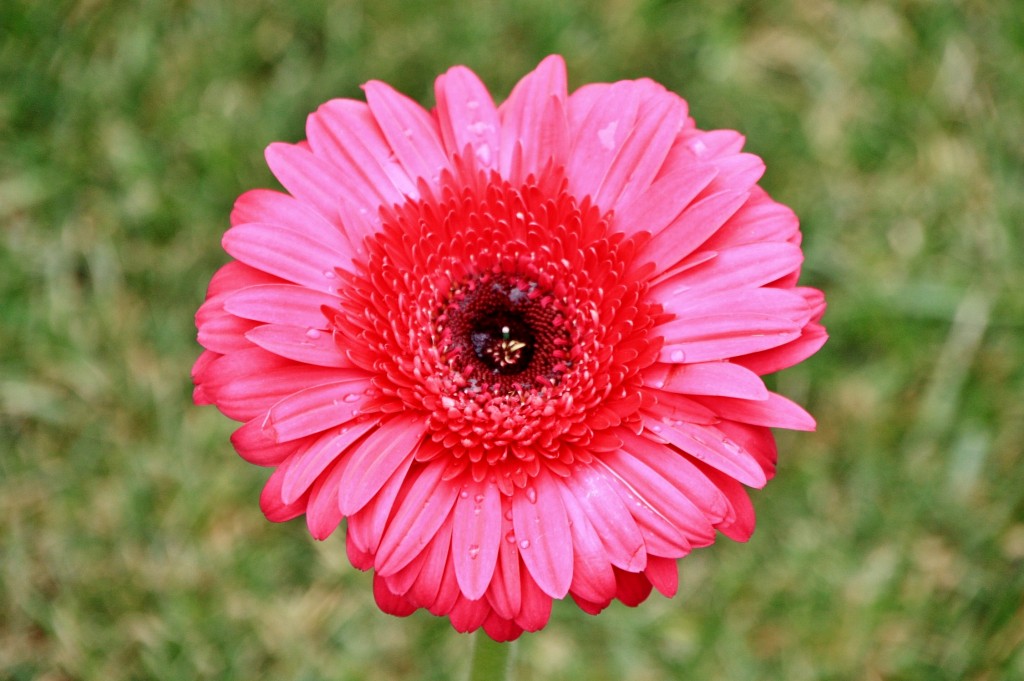 Foto: Exposición Girona temps de flors - Girona (Cataluña), España