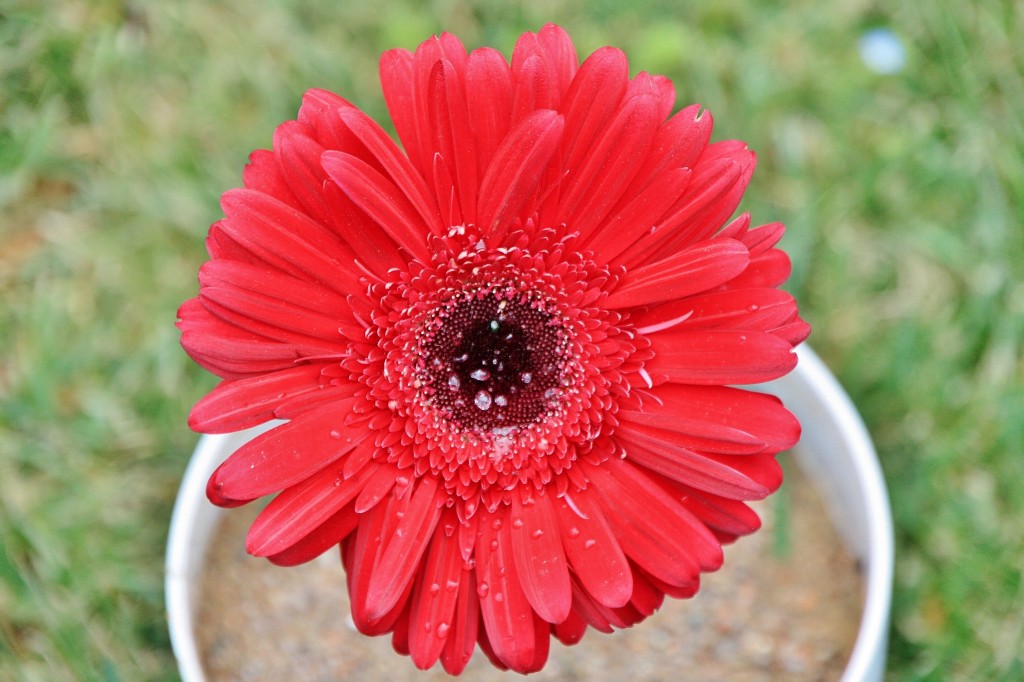 Foto: Exposición Girona temps de flors - Girona (Cataluña), España