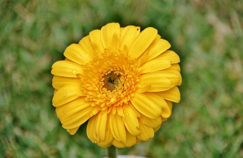 Foto: Exposición Girona temps de flors - Girona (Cataluña), España