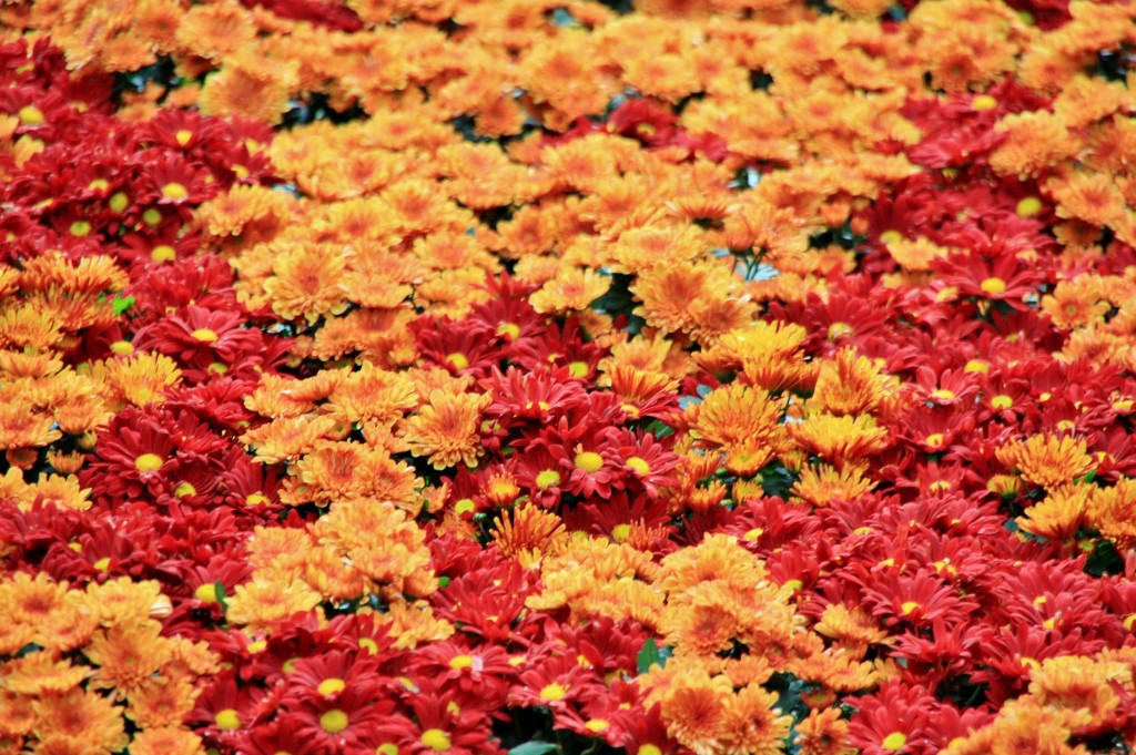Foto: Exposición Girona temps de flors - Girona (Cataluña), España