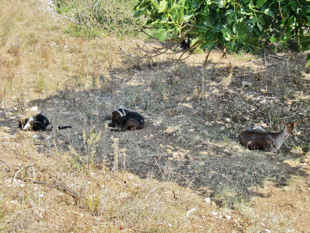 Foto: Fauna en el Santuario de Ntra. Sra. de Gracia - Algaida (Mallorca) (Illes Balears), España