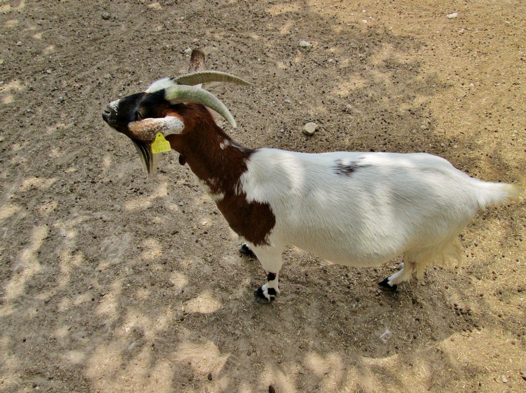 Foto: Els Calderers - Sant Joan (Mallorca) (Illes Balears), España