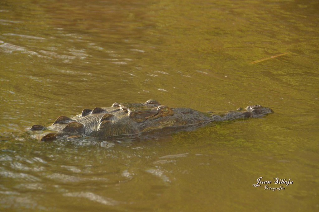 Foto de Tarcoles (Puntarenas), Costa Rica