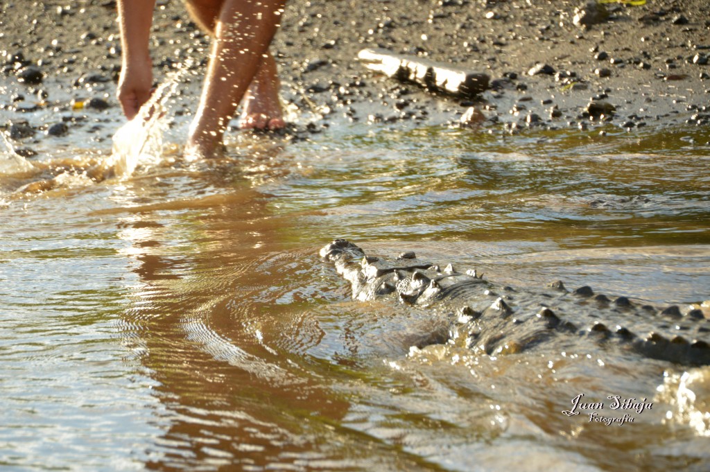 Foto de Tarcoles (Puntarenas), Costa Rica