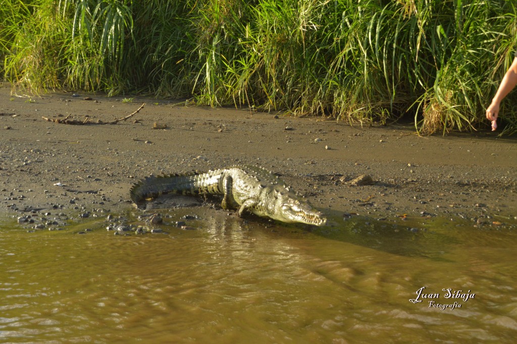 Foto de Tarcoles (Puntarenas), Costa Rica