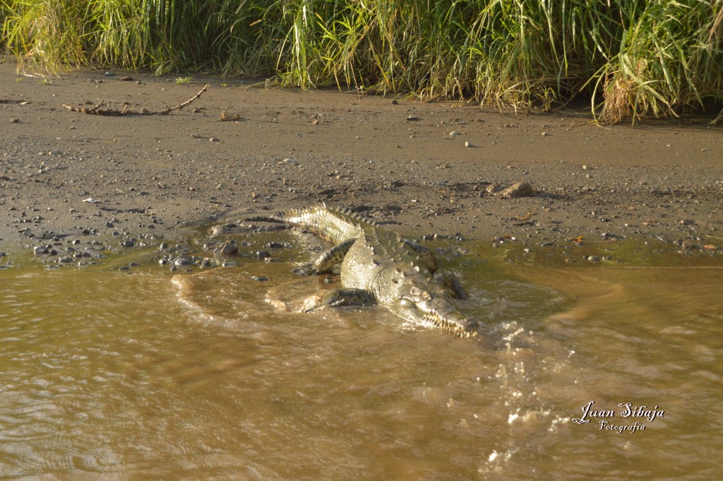 Foto de Tarcoles (Puntarenas), Costa Rica