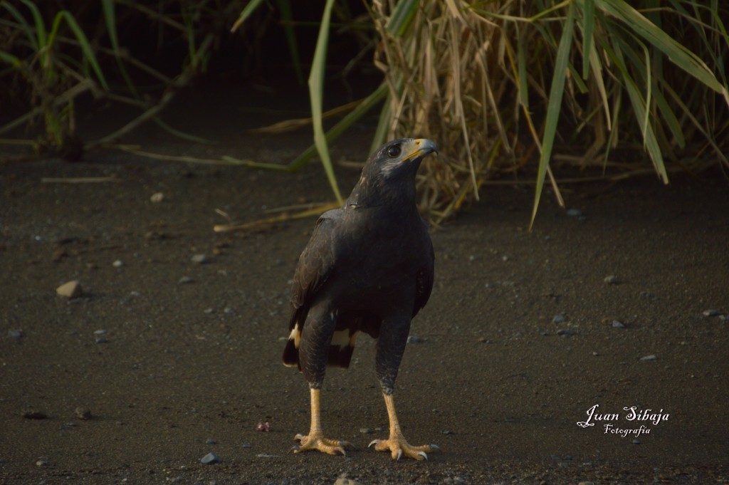 Foto de Tarcoles (Puntarenas), Costa Rica