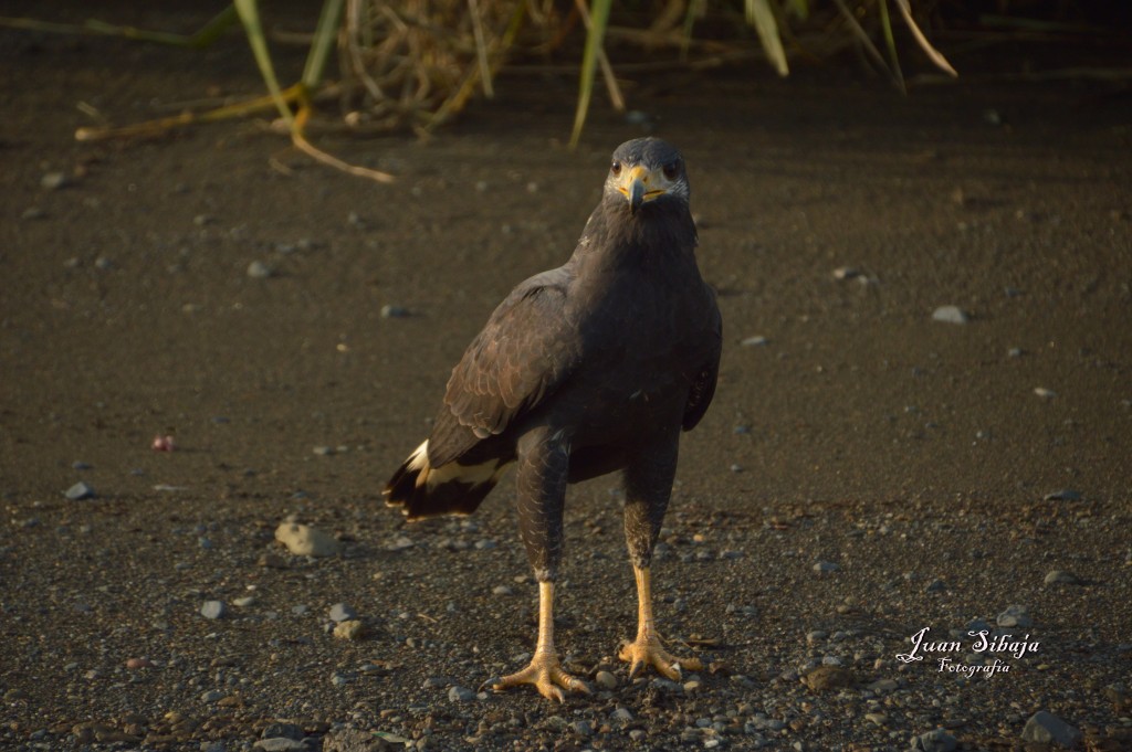 Foto de Tarcoles (Puntarenas), Costa Rica