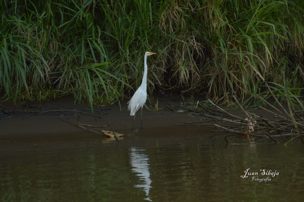 Foto de Tarcoles (Puntarenas), Costa Rica