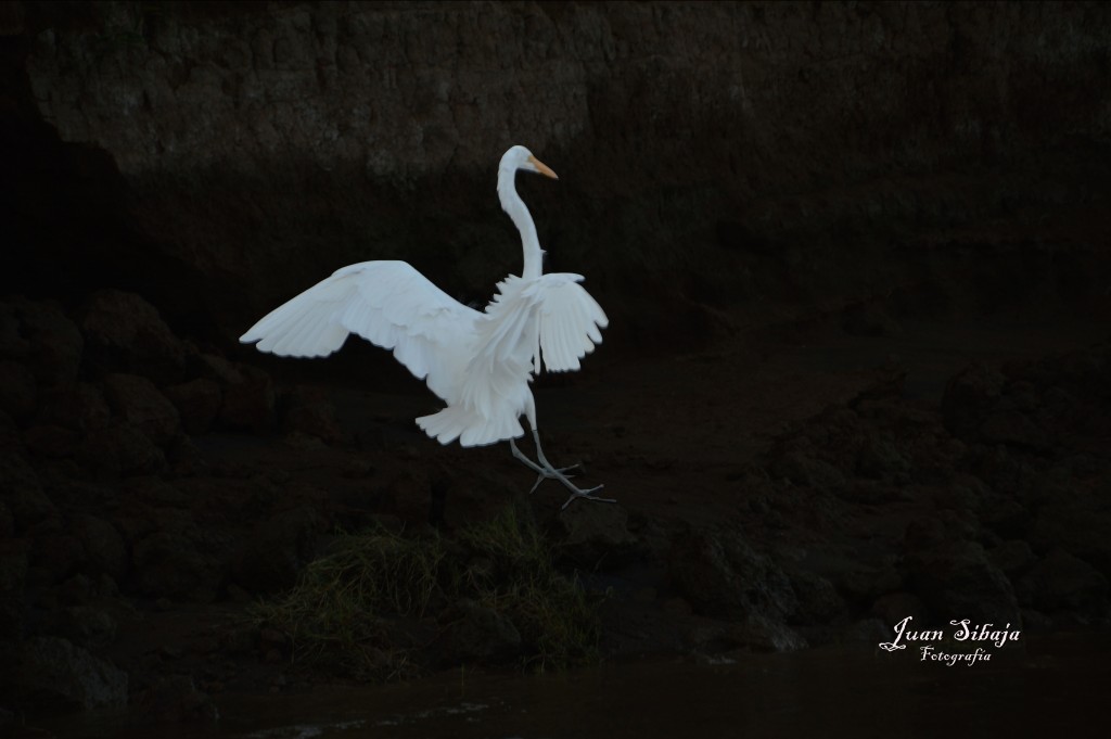 Foto de Tarcoles (Puntarenas), Costa Rica