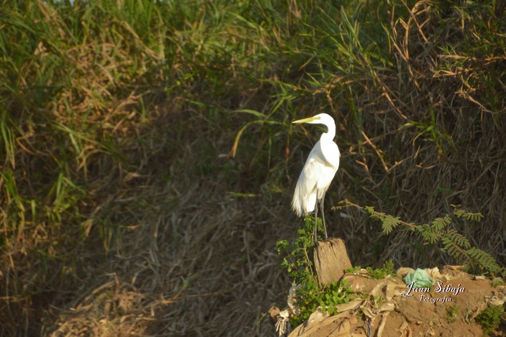 Foto de Tarcoles (Puntarenas), Costa Rica
