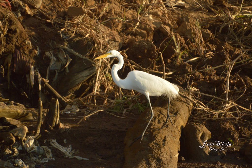 Foto de Tarcoles (Puntarenas), Costa Rica