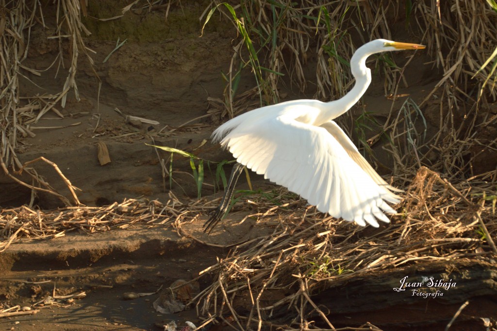 Foto de Tarcoles (Puntarenas), Costa Rica