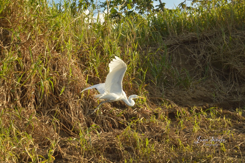 Foto de Tarcoles (Puntarenas), Costa Rica