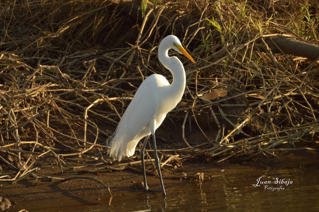 Foto de Tarcoles (Puntarenas), Costa Rica