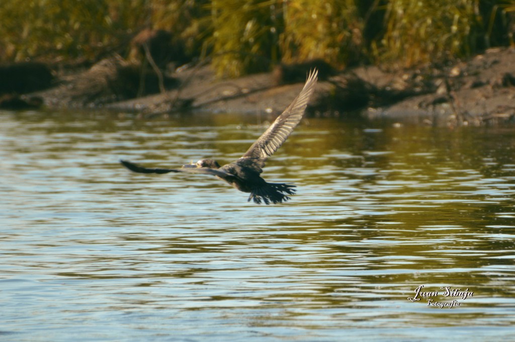 Foto de Tarcoles (Puntarenas), Costa Rica