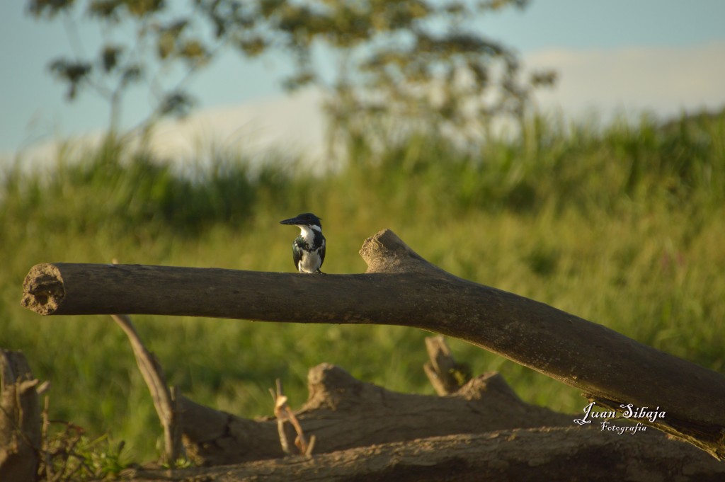 Foto de Tarcoles (Puntarenas), Costa Rica