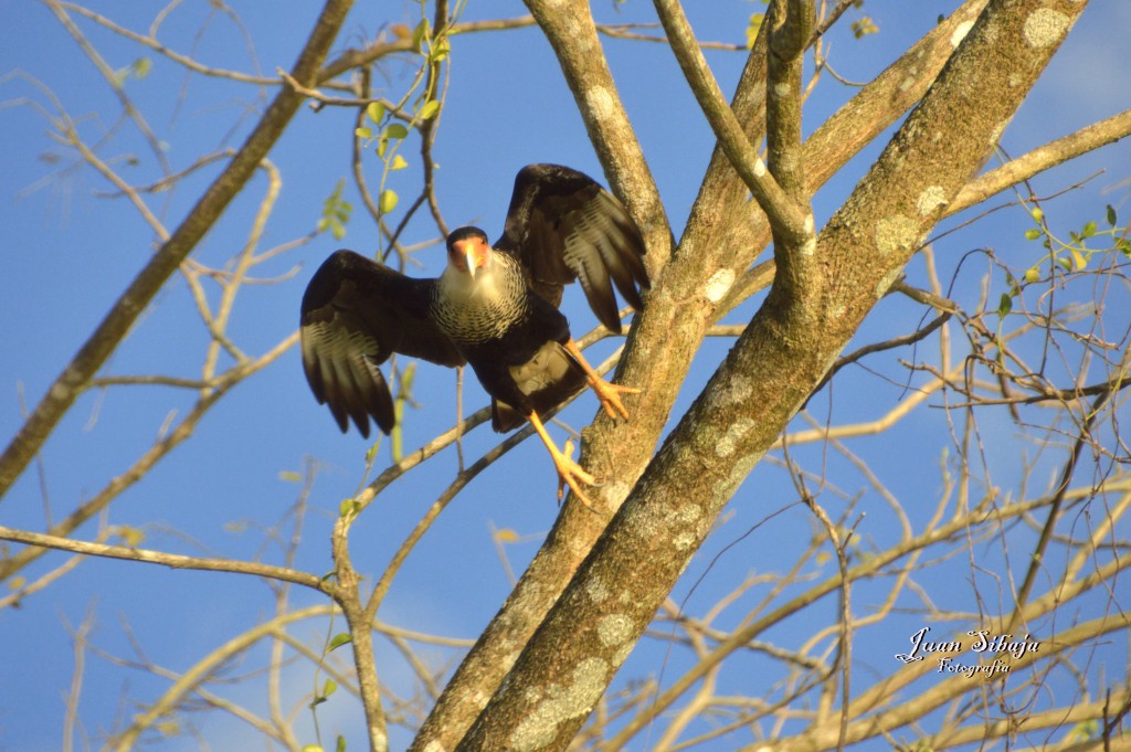 Foto de Tarcoles (Puntarenas), Costa Rica